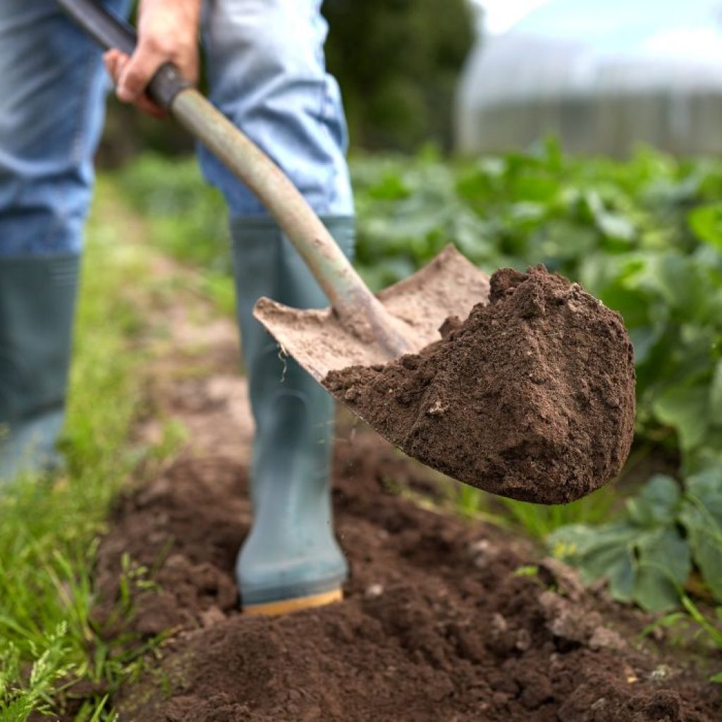 A double-dig garden bed method.