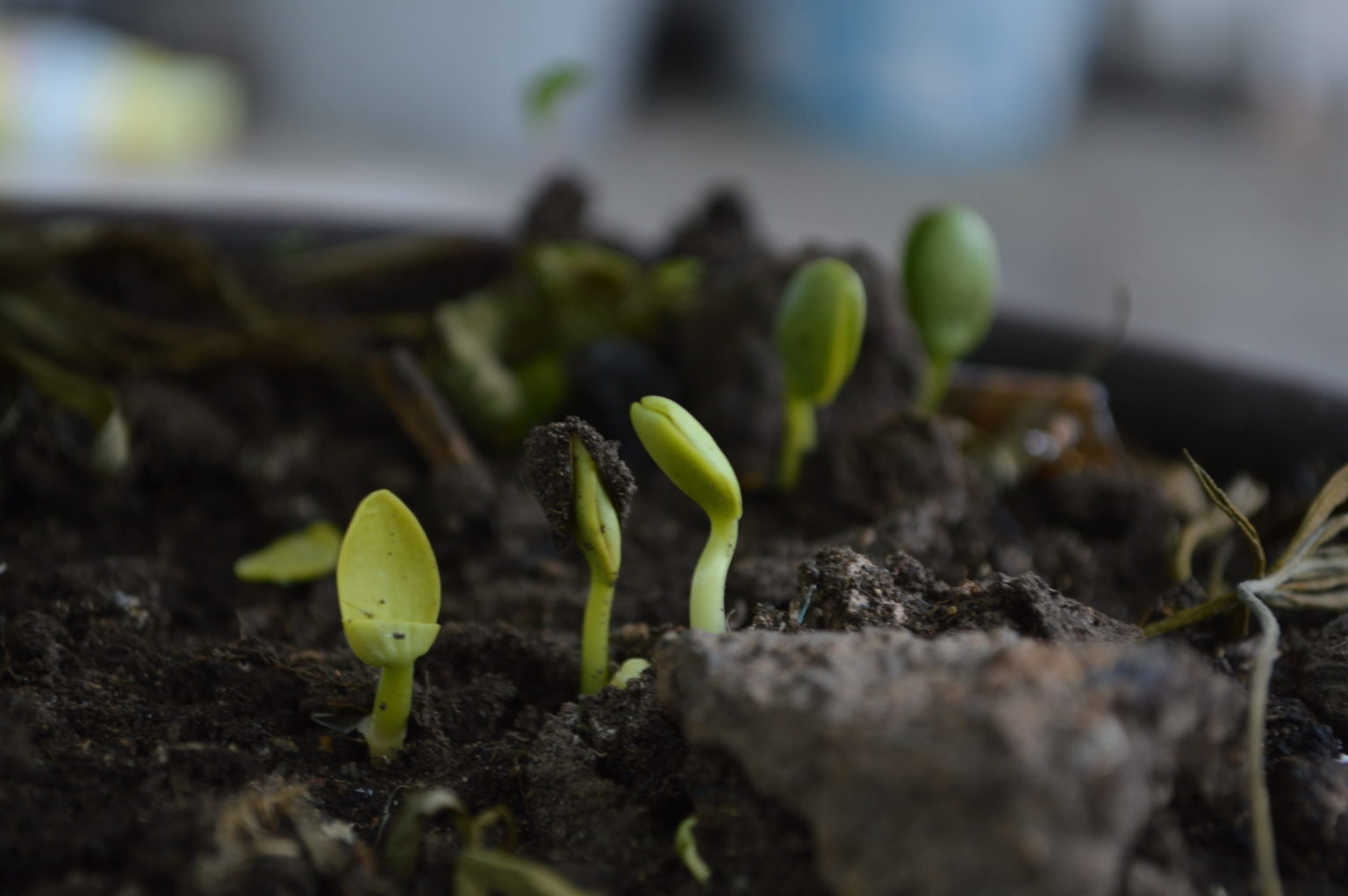 How to Grow Your Own Microgreens Indoors – The garden!