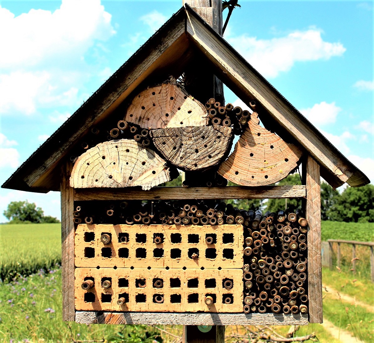 layout for bee garden