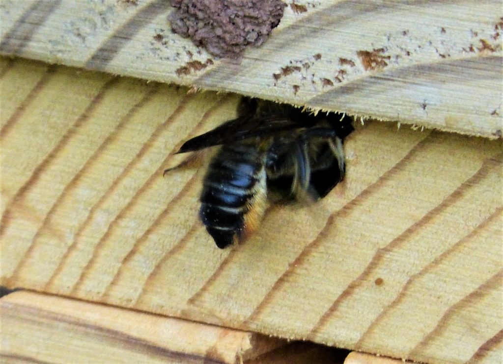 Wild, hole-nesting bees need the sun’s warmth for energy. 