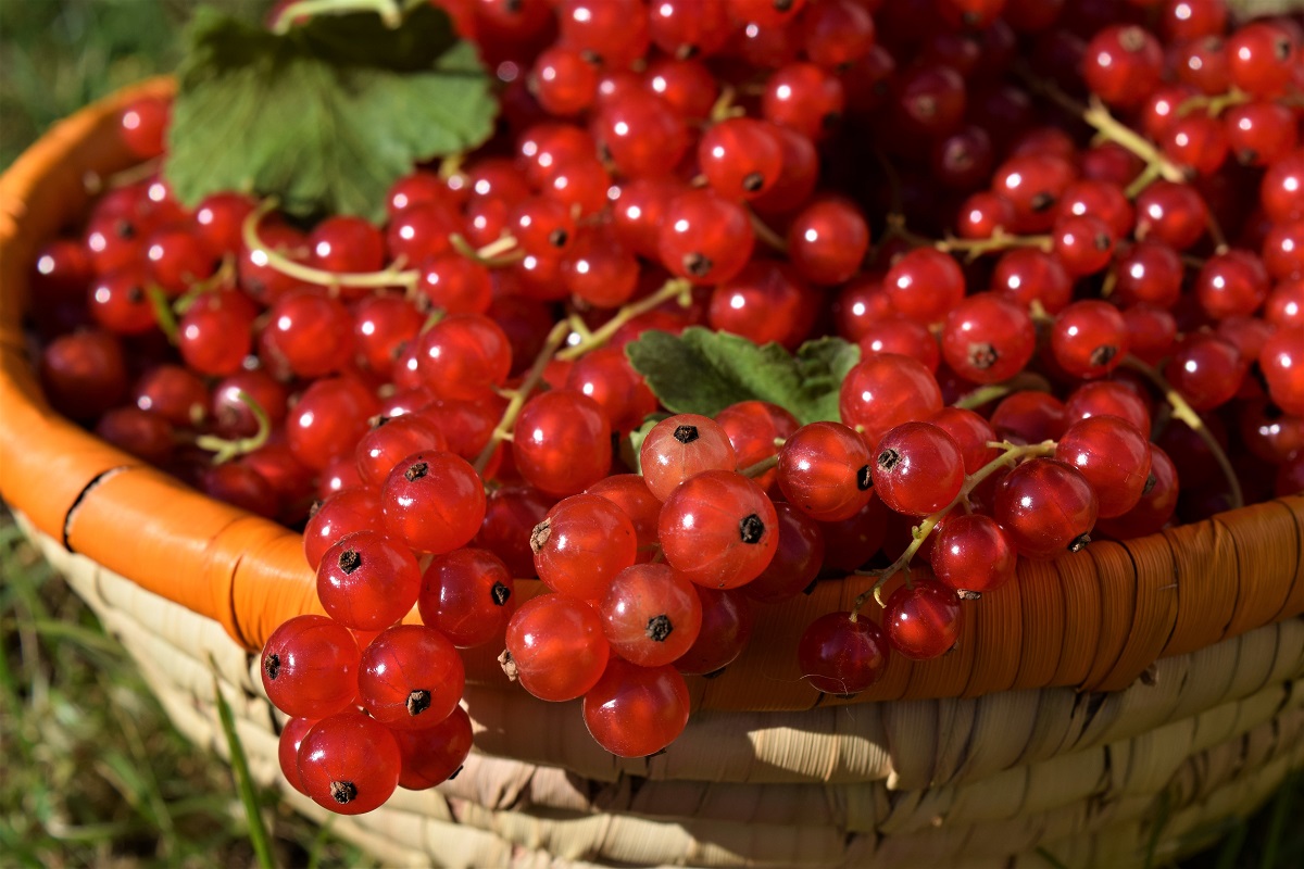 How to Plant and Grow Your Own Currants