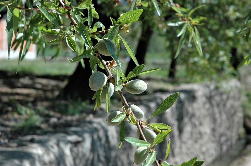 Pruning young almond trees determines their future shape, their productivity, and the quality of the nuts they produce.