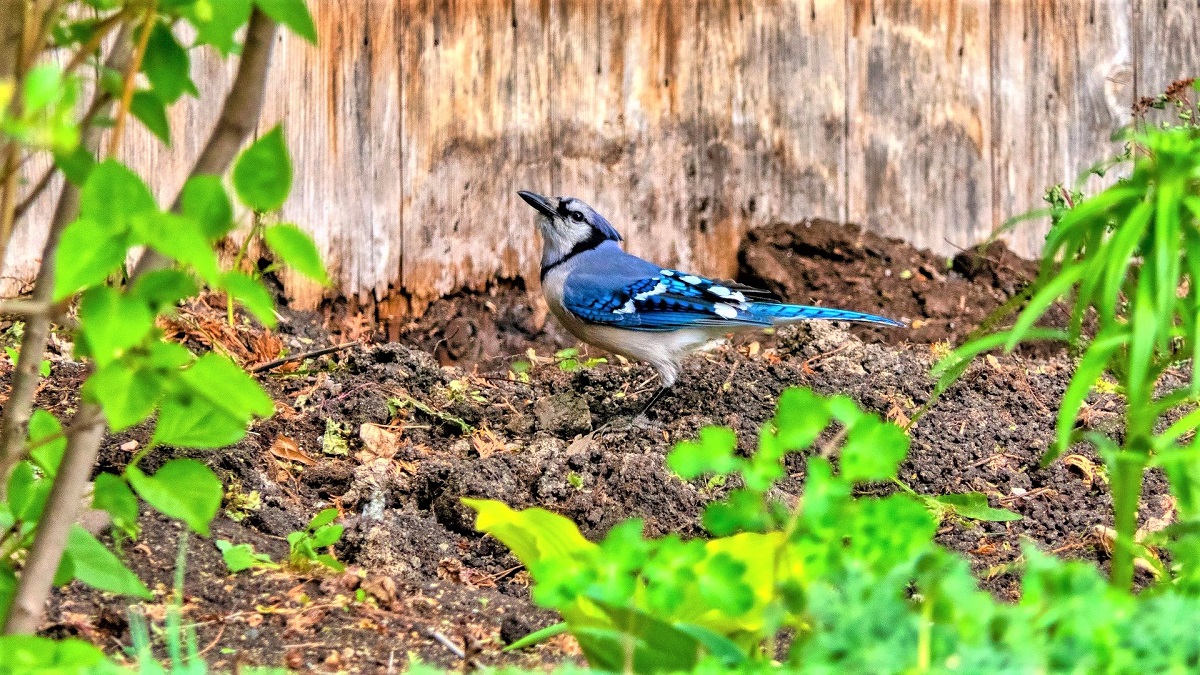 7 Effective & Safe Ways to Keep Birds Away from Your Garden