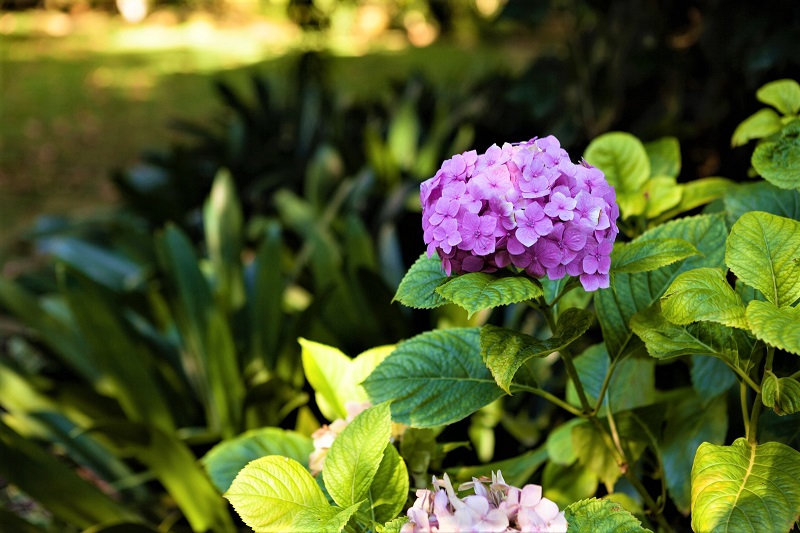If you’re looking for a flower with garden show appeal, hydrangeas are truly stunning.