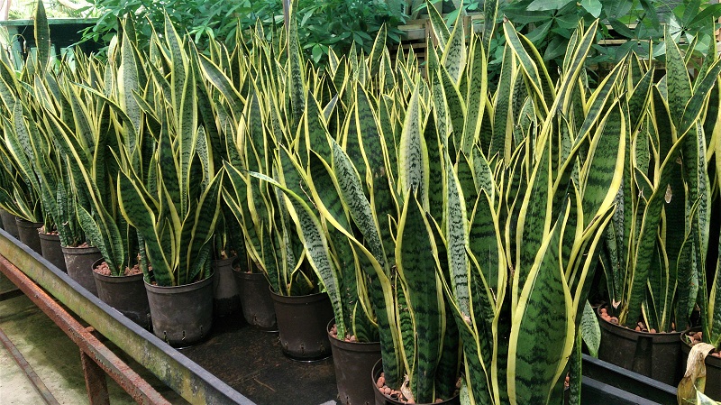 The snake plant is said to absorb toxins from the air.