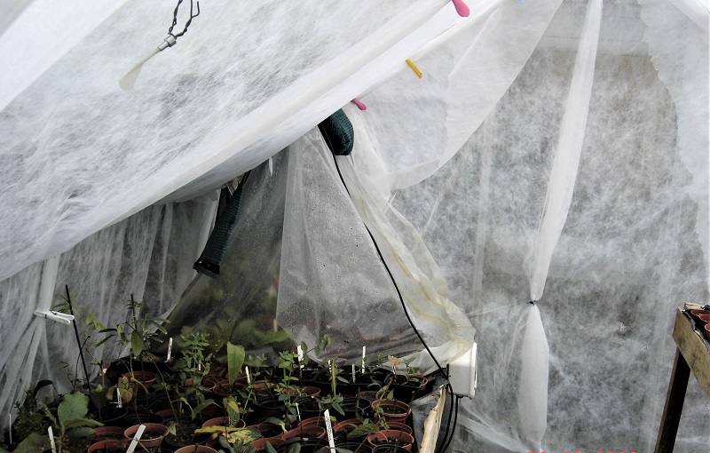 You can use garden fleece year-round to shield your crops from birds.