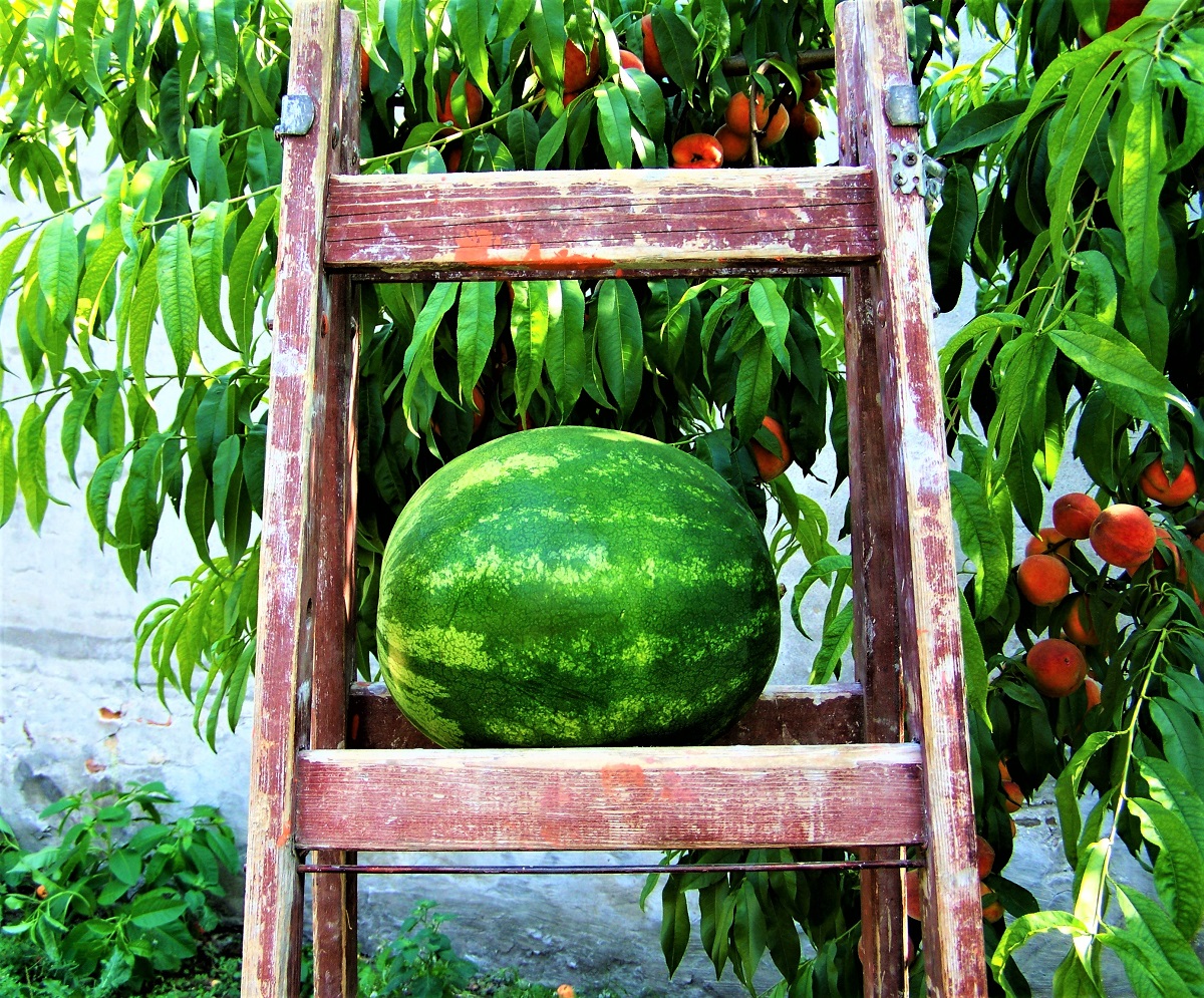 How to Grow Watermelons
