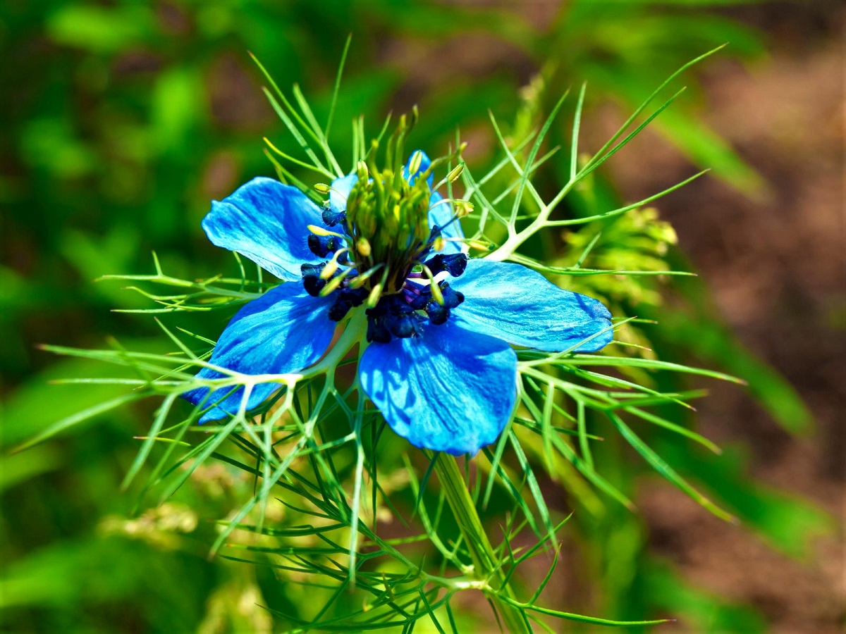 How to Grow Love-in-a-Mist