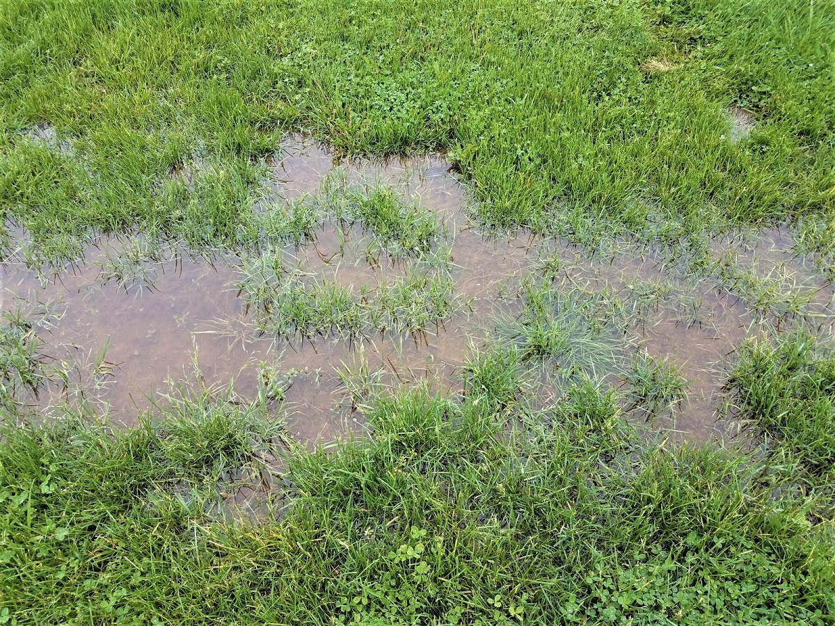 Five ways to fix your lawn drainage issues...