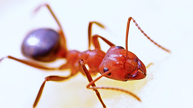 An ant colony produces enough ants to last into the future.