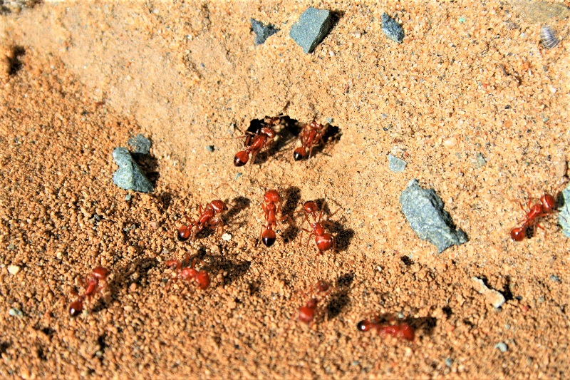 Ants are territorial insects. 