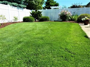 The Right Way to Mow an Overgrown Lawn