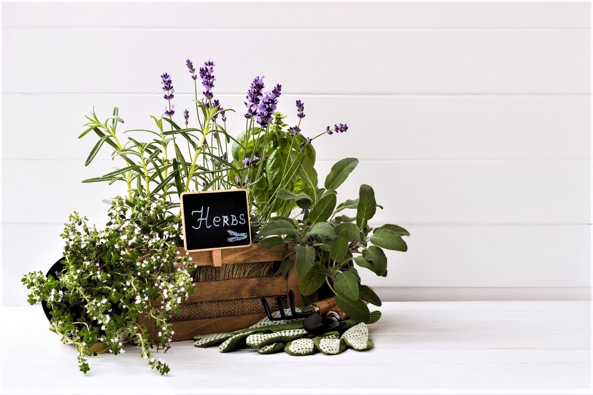 The 4 Best Soil-less Indoor Garden Kits for Your Home