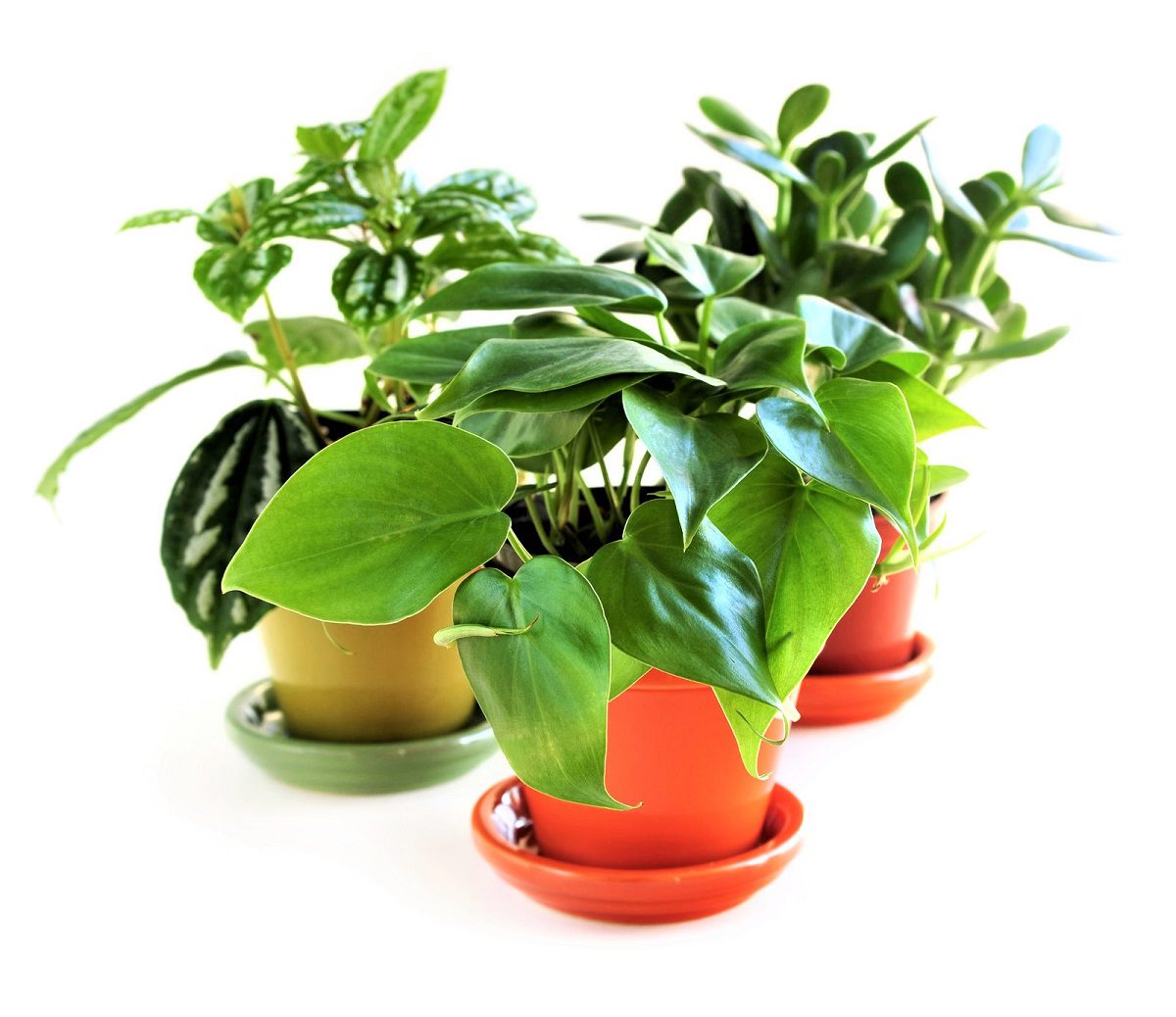 A Beginner’s Guide to Creating a Houseplant Starter Kit
