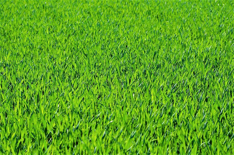 The grass blade is the food-producing part of the grass plant. This is where photosynthesis takes place. The shorter it is, the less food your grass will be able to produce for itself. 