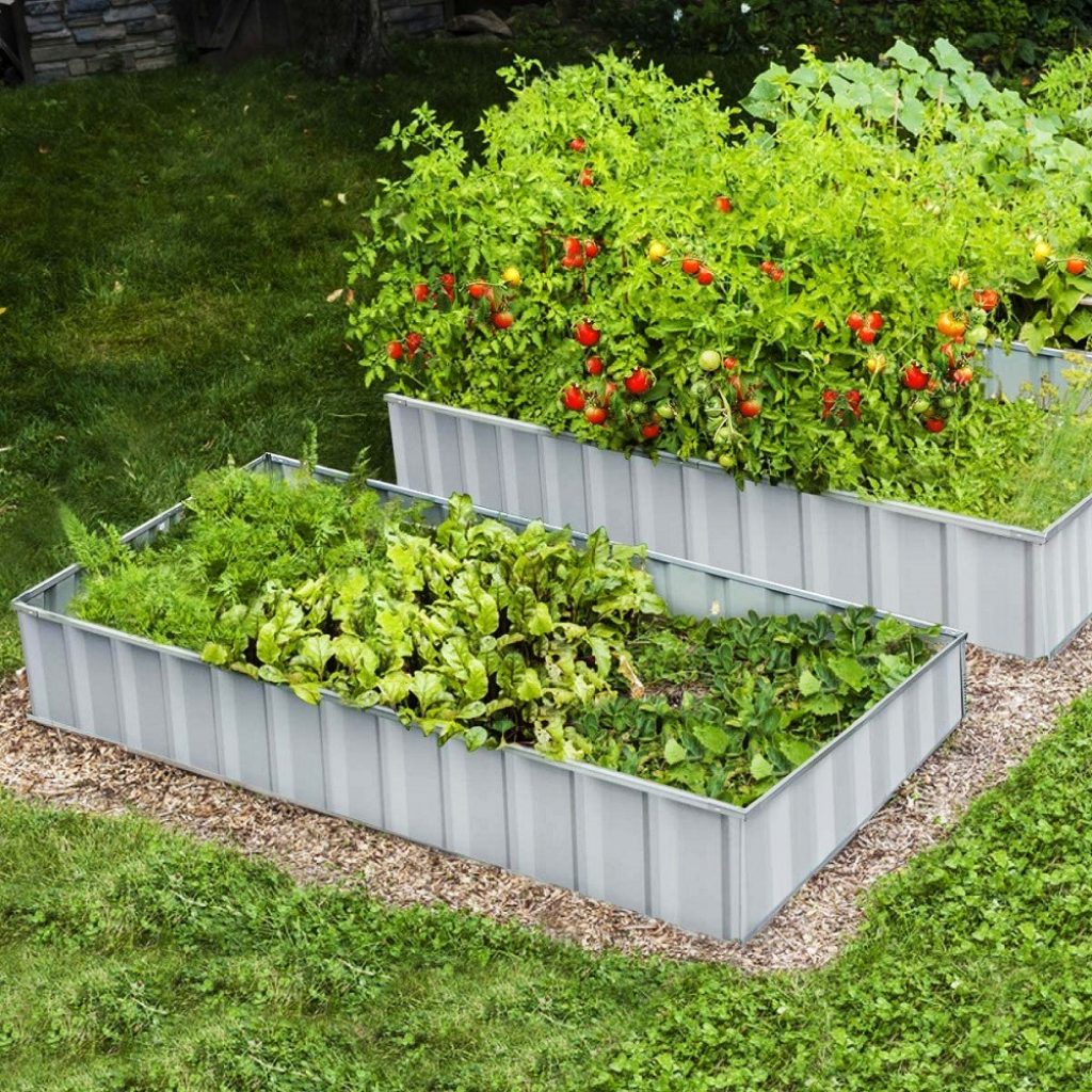 Galvanized raised garden beds that are full of healthy tomatoes and other plants.