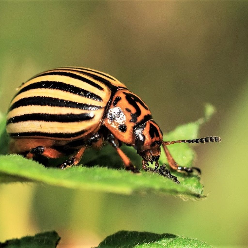  Watch out for potato beetles. These tiny pests lay eggs on the bottoms of leaves. If you catch them early in an infestation, you can pick them off by hand.
