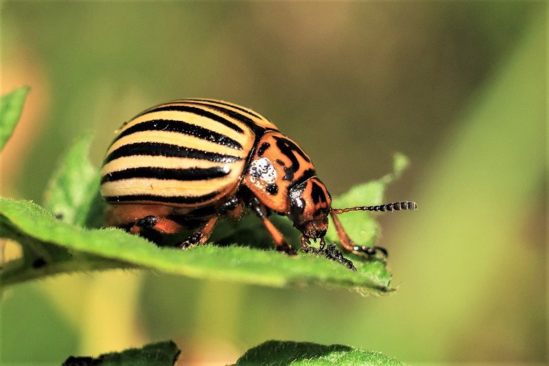  Watch out for potato beetles. These tiny pests lay eggs on the bottoms of leaves. If you catch them early in an infestation, you can pick them off by hand.