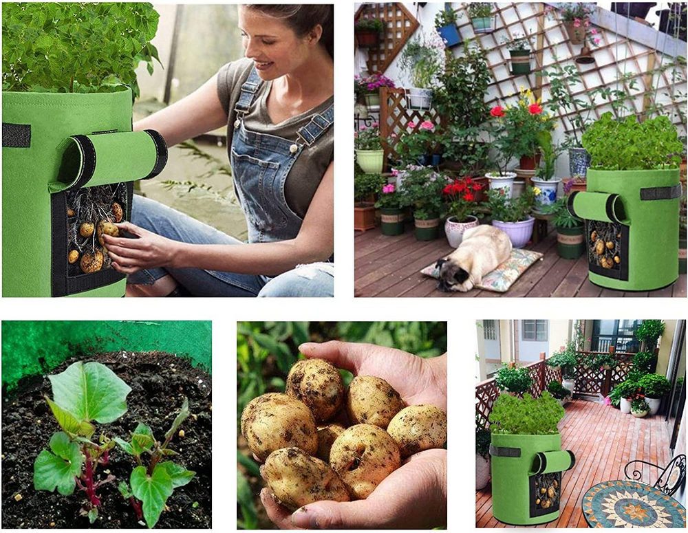 How To Grow Potatoes in a Bag