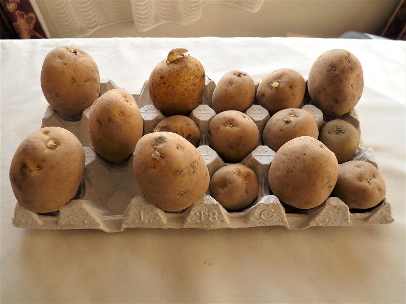 To sprout or “chit” seed potatoes, you simply arrange them 'eyes' upward in egg boxes or seed trays under sunlight in a cool but frost-free room. 