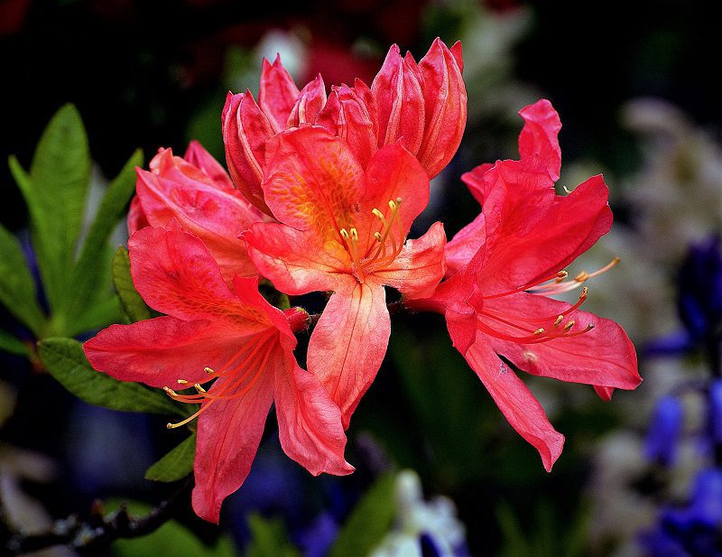 People love azaleas as they burst with vibrant color in the spring. Dogs find those same colors attractive and intriguing. Unfortunately, the azalea is poisonous for dogs.