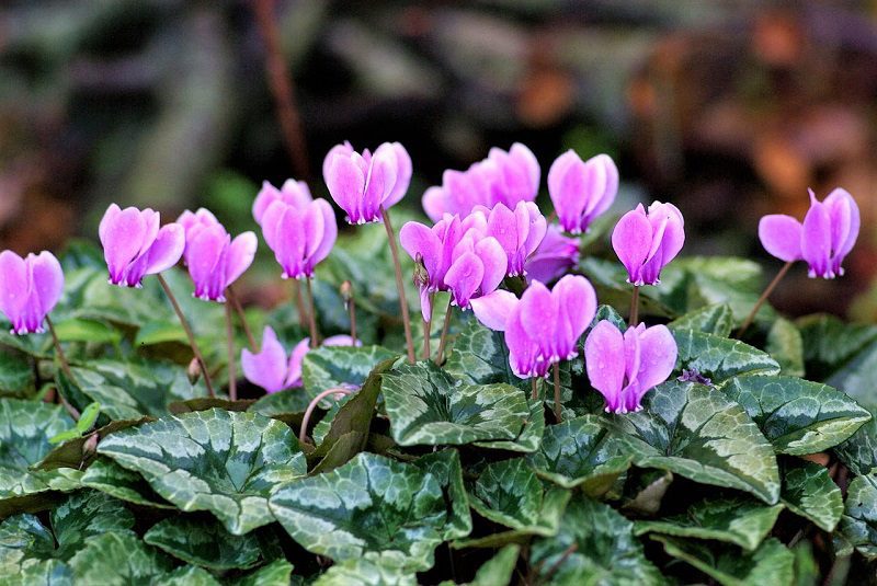Dogs that eat cyclamens experience are likely to drool and experience vomiting and diarrhea.