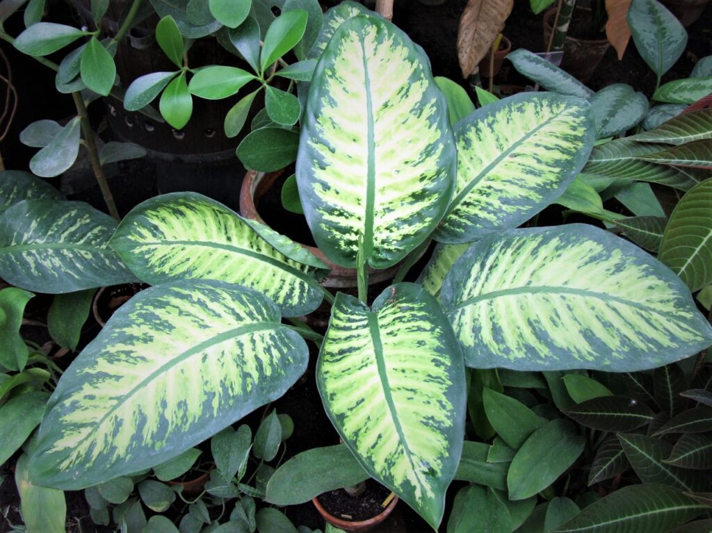 If you keep a pet dog, you should situate your potted dieffenbachia high up on a shelf as it is toxic to dogs. 