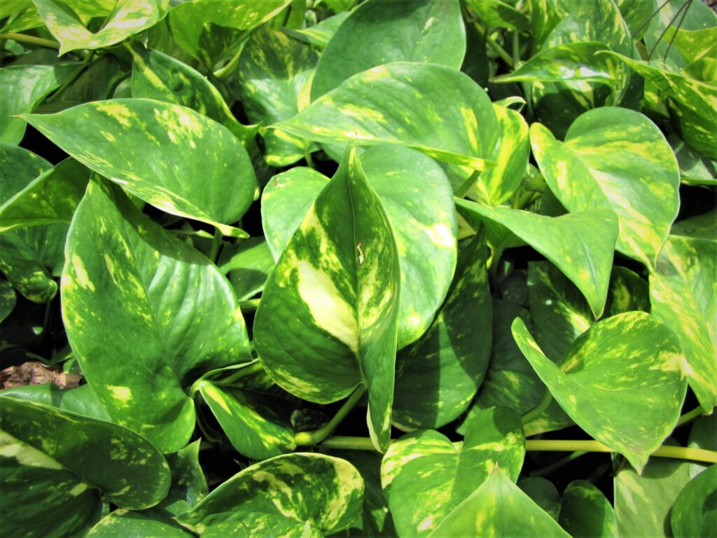The twisting, meandering, ivy-like golden pothos is also among the long list of plants that are toxic to dogs.