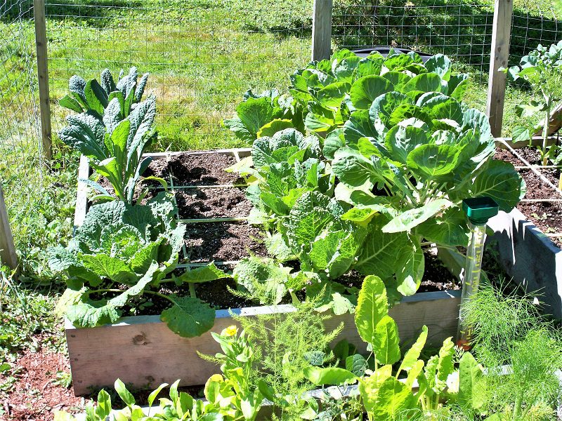 While a square-foot garden does not require as much work as traditional garden, you still have to tend to your crop. You need to water when the soil feels dry, but you won't have to waste water on soil between traditional rows.