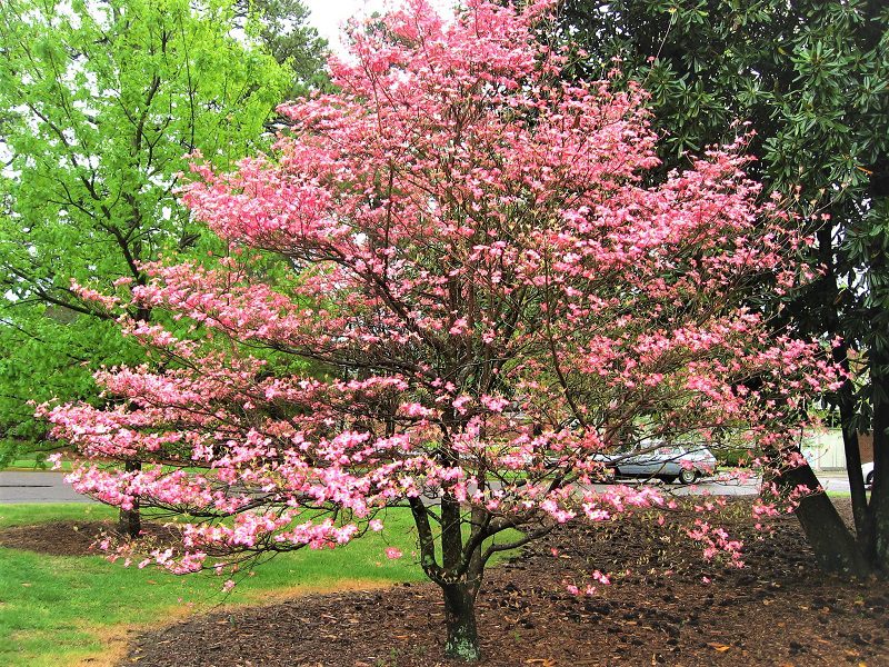 Choose trees that produce flowers in the spring like the dogwood - or trees with attractive bark patterns like birches