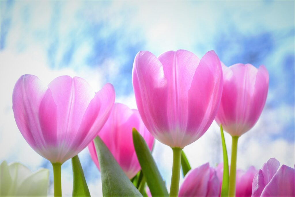 Tulips contain glycosides, a chemical compound that can inhibit protein synthesis in the cells in your dog’s body when ingested. Over exposure to glycosides can even cause rashes in people.