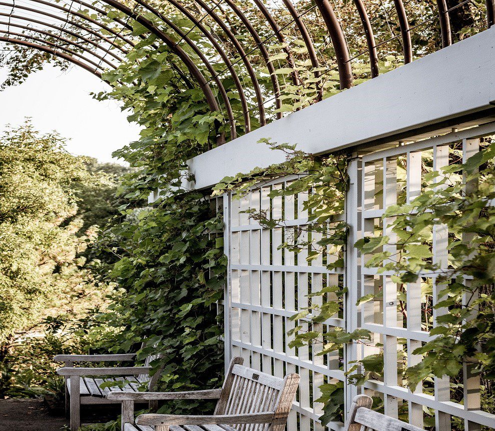 A sturdy trellis for climbing plants.