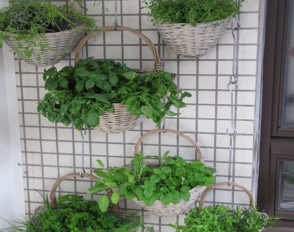 A vertical garden with some healthy plants