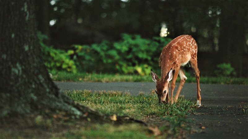 If you have a lot of deer in your area, you may want to plant deer-resistant landscaping.