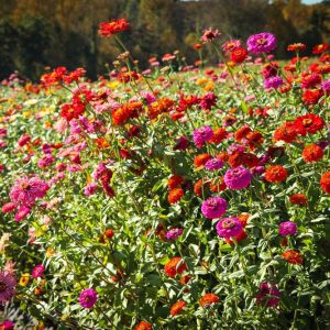 10 Colorful Yet Hardy Annuals to Brighten Your Garden