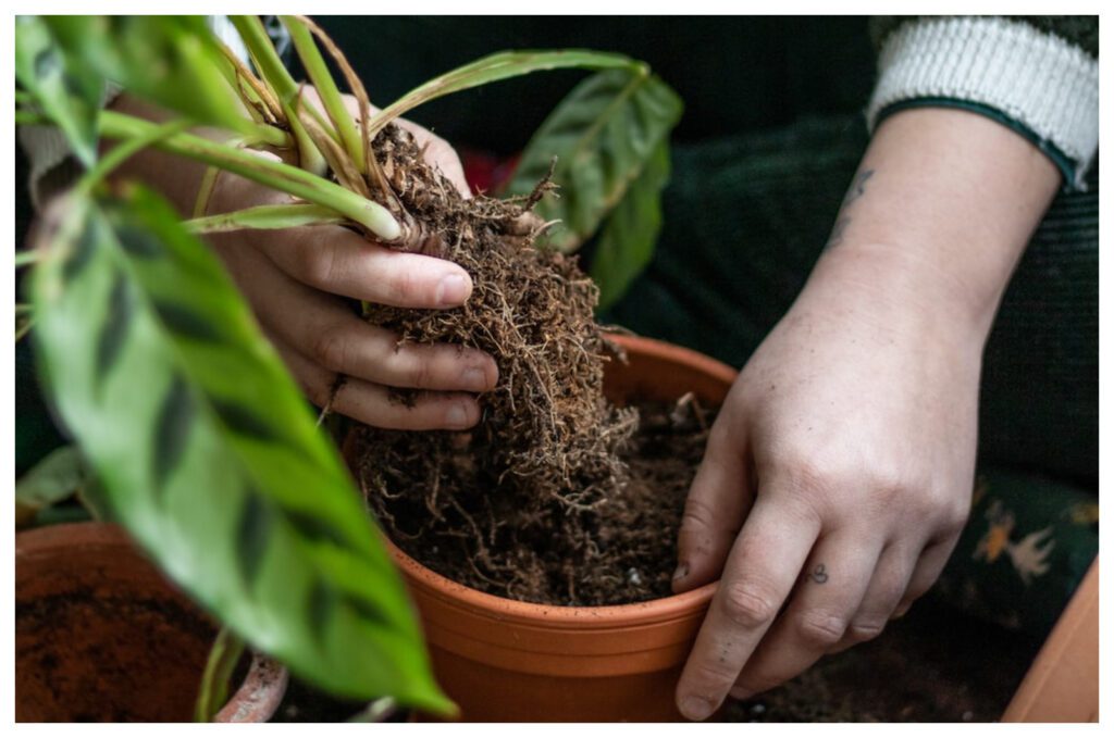 Cultivating Plants in Containers