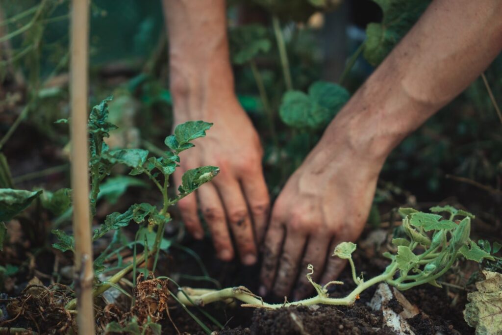 Soil preparation.