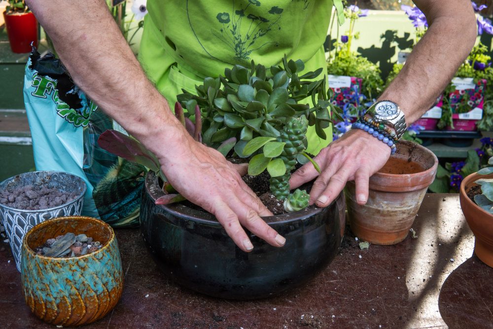 Gardening can keep you busy and healthy.