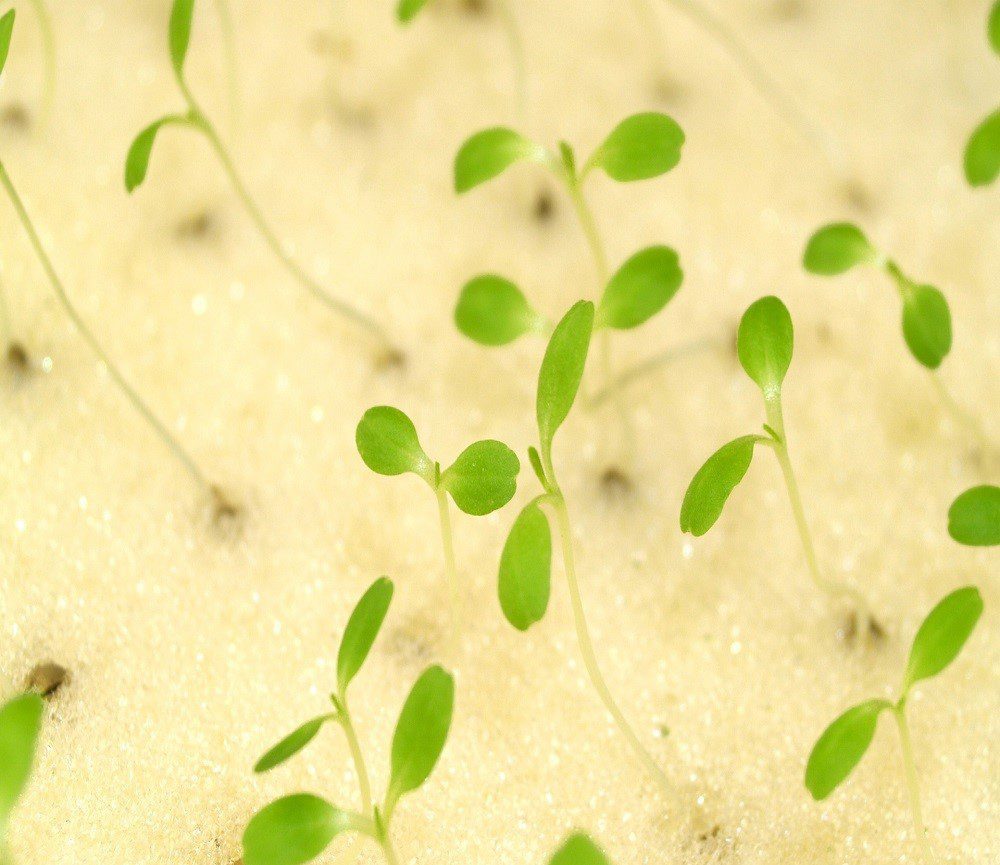 Young plants in a hydroponic gardening system.