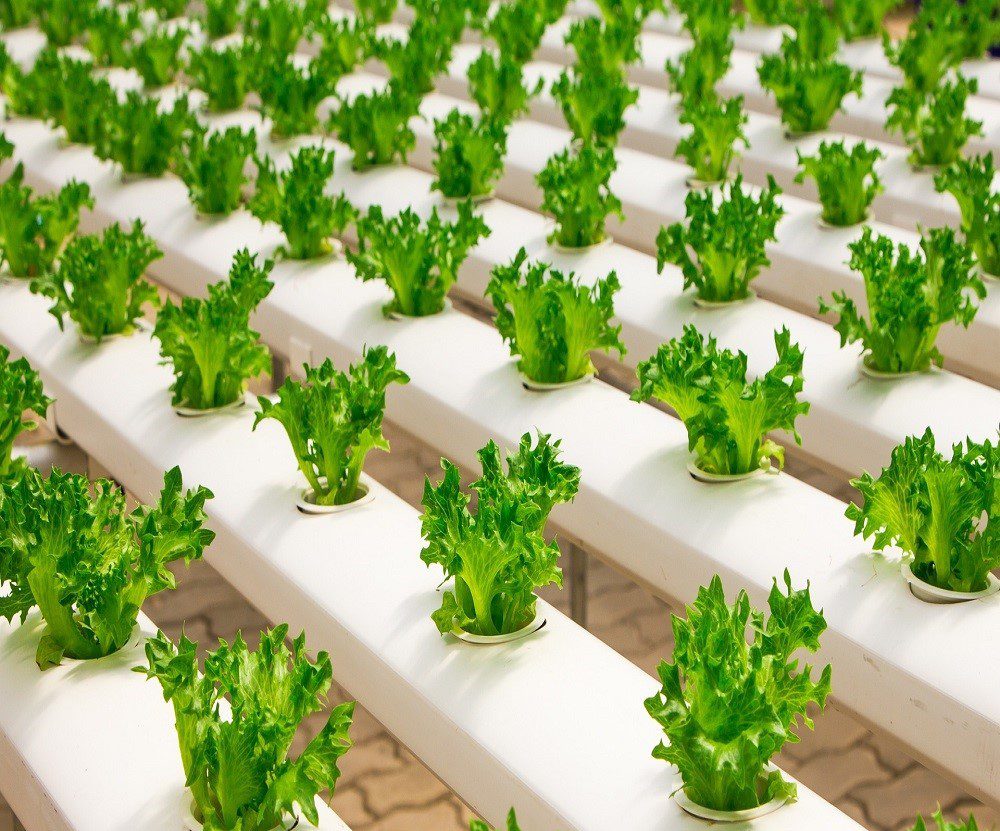 Unravelling the Secrets of Hydroponics: 8 Tips for Success