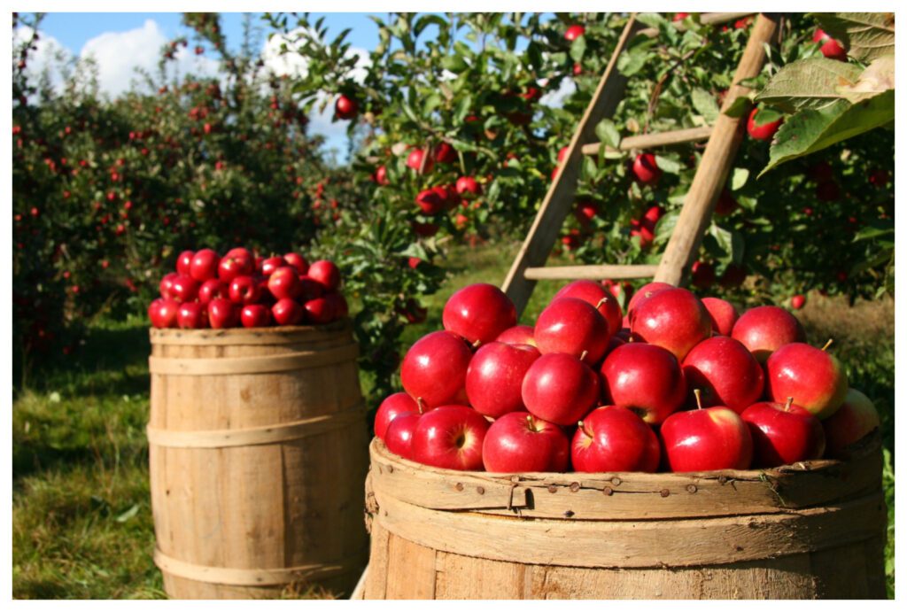 Containers of apples. A gardener achieving success with gardening for financial freedom.