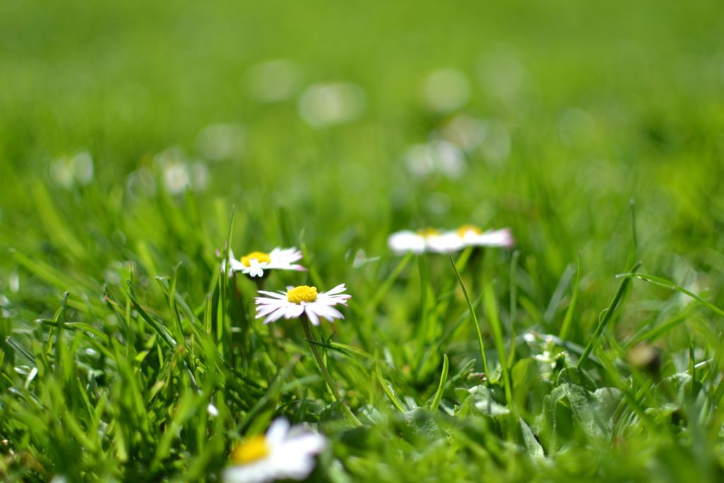 A well-maintained lawn is aesthetically pleasing and can enhance the  appearance of your property. 