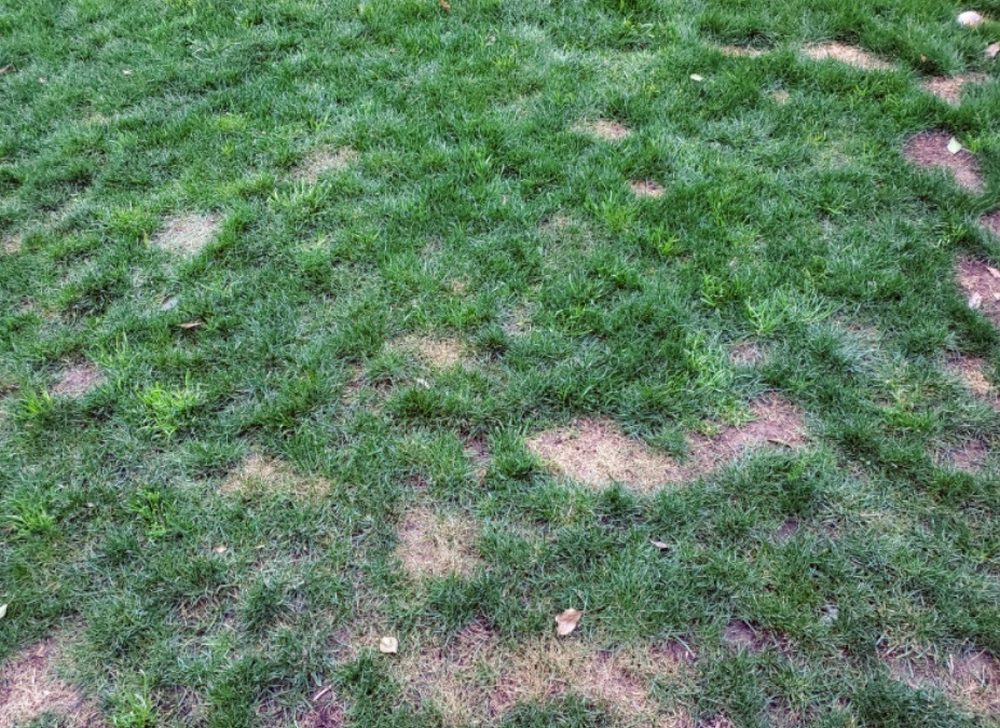 Dog urine can damage the grass and lead to unsightly yellow or brown patches on the lawn.