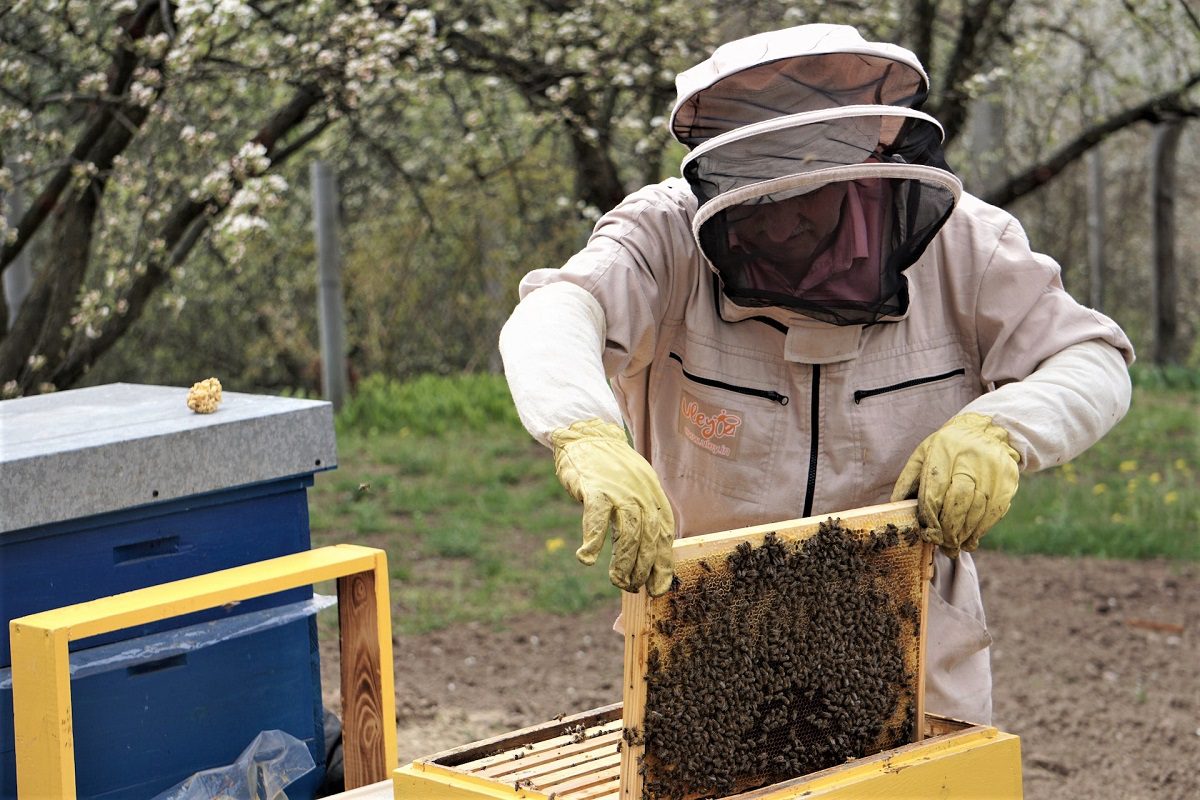 Backyard beekeeping offers a unique opportunity to actively contribute to the health of honeybee populations and enjoy the beauty of nature up close.