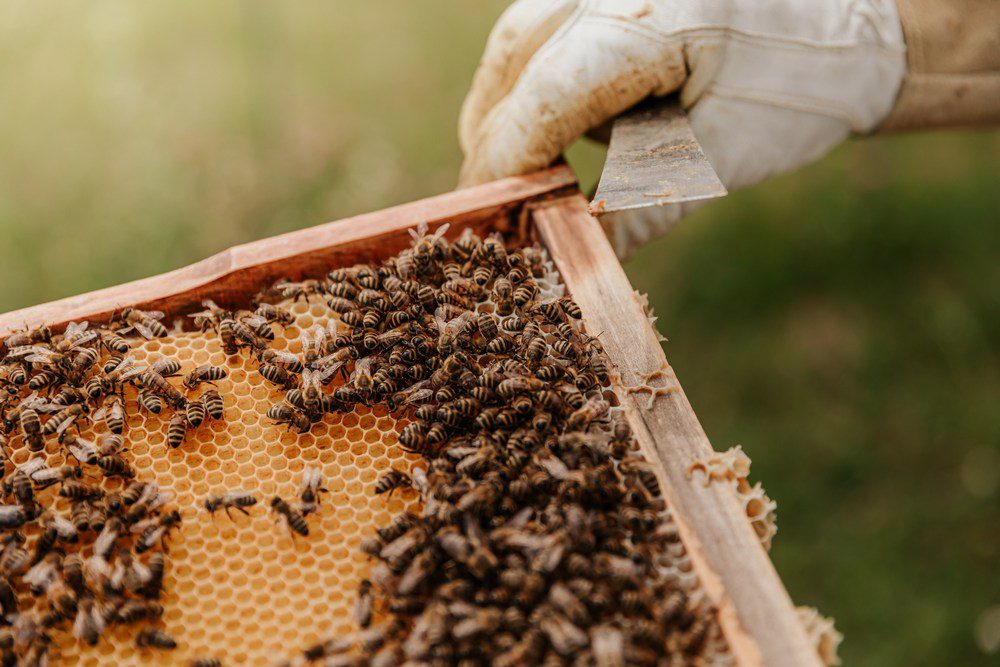 If you are thinking about raising bees as a hobby, it’s important to know the local laws on beekeeping.