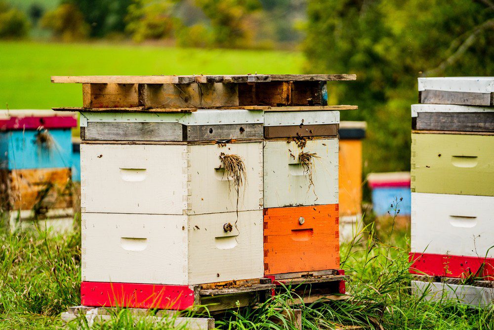 Before beginning, you should make sure you have or can use, an appropriate location for the apiary. 