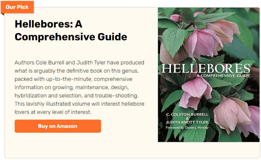 What To Do With Hellebores in Summer — Meadowlark Journal