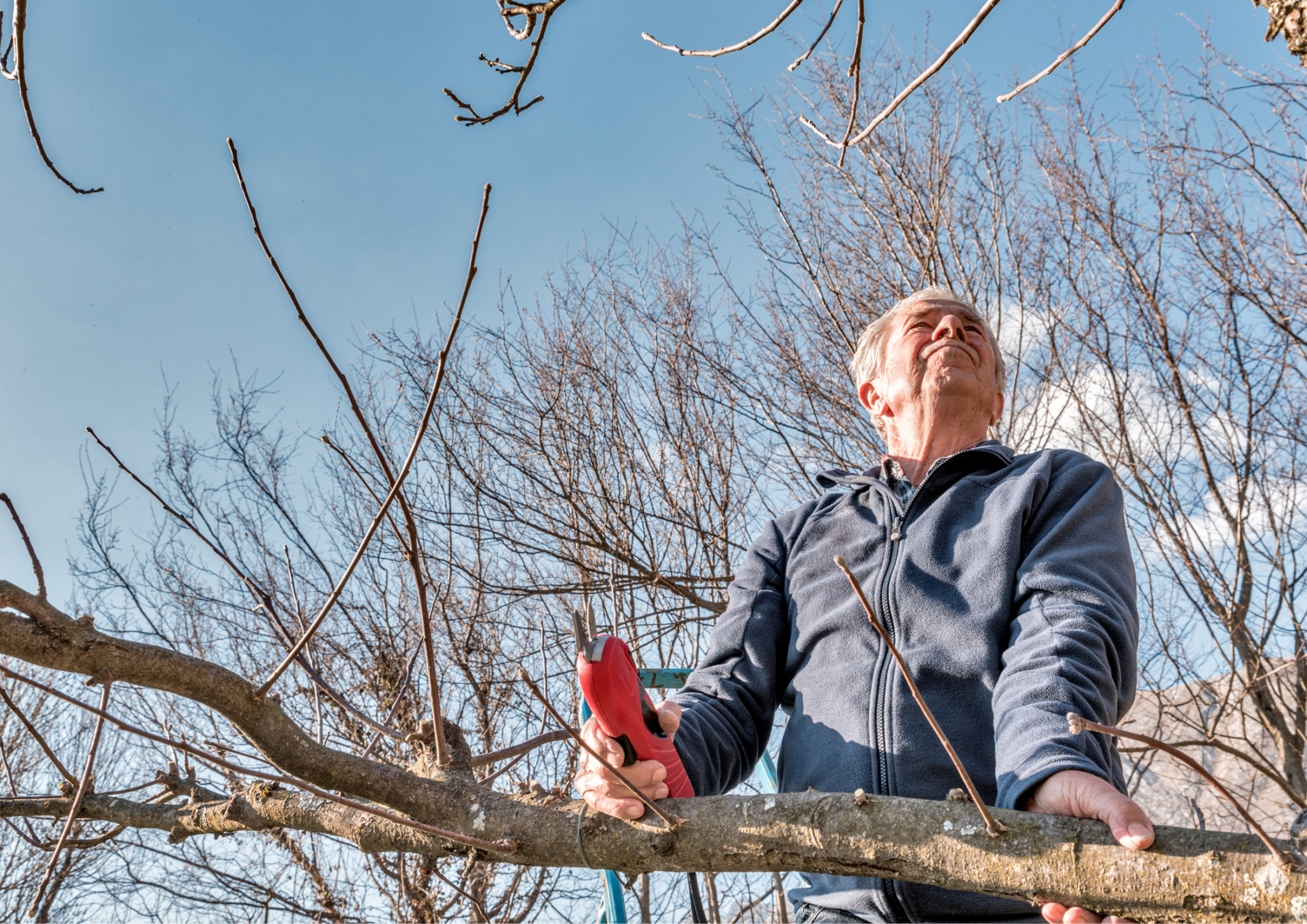 High-quality electric pruning shears work efficiently, allowing you to complete your pruning tasks in a fraction of the time it would take with manual tools.