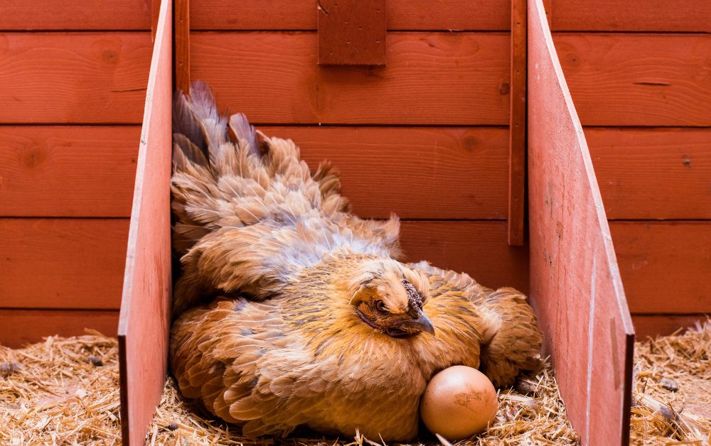 You can find chicken breeds at local hatcheries, breeders, or through online sources.