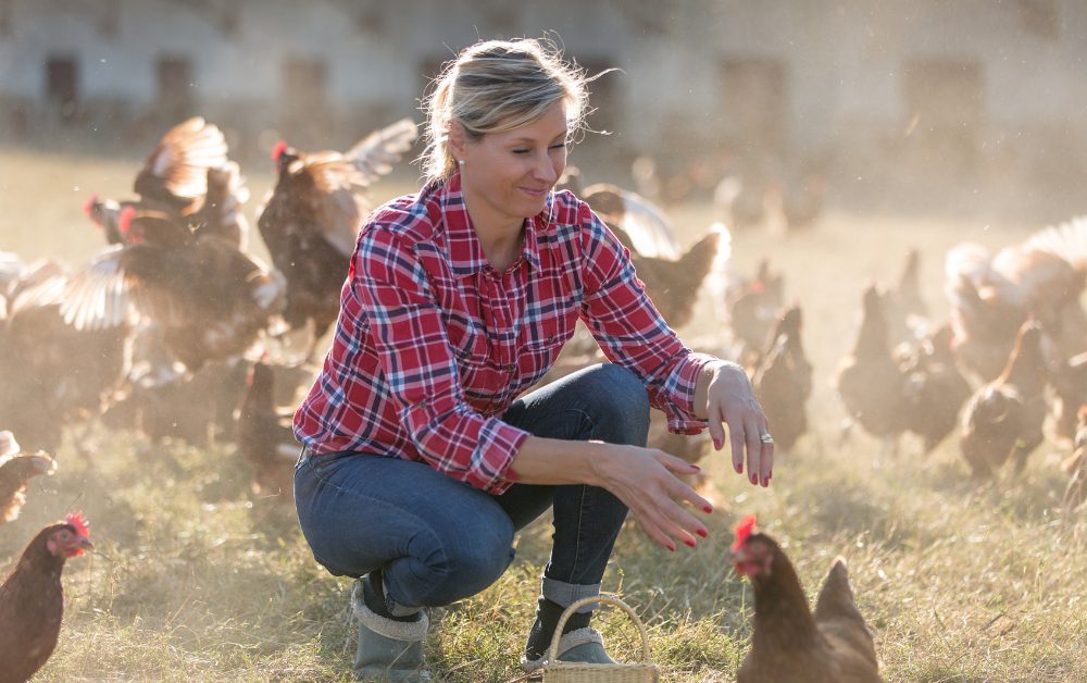 To ensure ethical sourcing, ask for referrals from experienced poultry keepers.